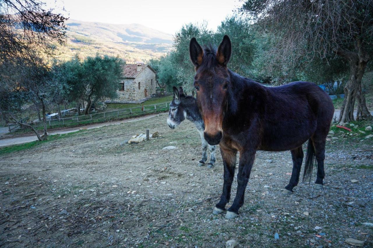 La Casina Di Giannetto Guest House Seggiano Luaran gambar
